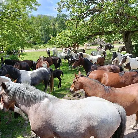 キャンプ場 Relais Equestre Du Neufeld - Roulotte Nature *