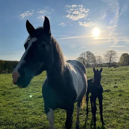Relais Equestre Du Neufeld - Roulotte Nature キャンプ場 *