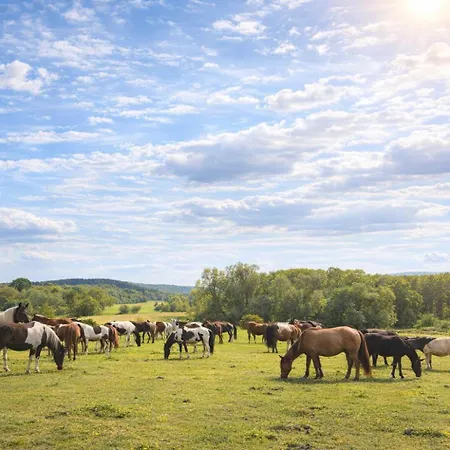 Relais Equestre Du Neufeld - Roulotte Nature *